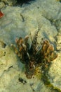 Pterois Miles is species of ray-finned fish. Lionfish in dark color among corals in Red Sea. Devil Firefish has rays of fins Royalty Free Stock Photo