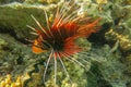 Pterois radiata in shallow water lit by sun rays that create color shades in the Red Sea. Clearfin lionfish Tailbar lionfish. Royalty Free Stock Photo