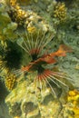 Pterois radiata in shallow water lit by sun rays that create color shades in the Red Sea. Clearfin lionfish Tailbar lionfish. Royalty Free Stock Photo