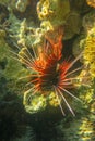 Pterois radiata in shallow water lit by sun rays that create color shades in the Red Sea. Clearfin lionfish Tailbar lionfish. Royalty Free Stock Photo