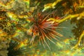 Pterois radiata in shallow water lit by sun rays that create color shades in the Red Sea. Clearfin lionfish Tailbar lionfish. Royalty Free Stock Photo