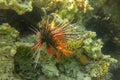 Pterois radiata in shallow water lit by sun rays that create color shades in the Red Sea. Clearfin lionfish Tailbar lionfish. Royalty Free Stock Photo