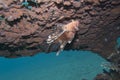 Pterois volitans, or lionfish Royalty Free Stock Photo
