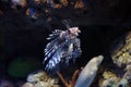 Pterois Volitans lionfishes Royalty Free Stock Photo