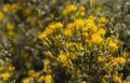 Pteronia incana fynbos karoo Royalty Free Stock Photo