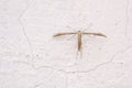 Pterophoridae moth Royalty Free Stock Photo