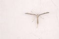 Pterophoridae moth Royalty Free Stock Photo