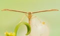 Pterophoridae Royalty Free Stock Photo