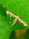 PterophoridaeÂ orÂ plume moths look like fighter planes of the first world war Royalty Free Stock Photo