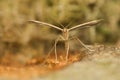 Pterophorus Royalty Free Stock Photo