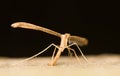 Pterophorus Royalty Free Stock Photo