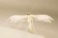 Pterophorus pentadactyla Royalty Free Stock Photo