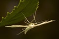 Pterophorus pentadactyla Royalty Free Stock Photo