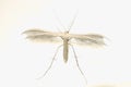 Pterophorus pentadactyla Royalty Free Stock Photo