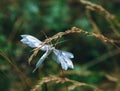 Pterophorus pentadactyla, commonly known as the white plume moth, small white butterfly Royalty Free Stock Photo