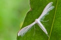 Pterophorus pentadactyla Royalty Free Stock Photo