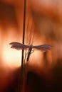 Pterophorus pentadactyla at sunset Royalty Free Stock Photo