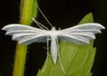 Pterophorus pentadactyla / white plume moth Royalty Free Stock Photo