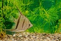 Pterophyllum altum Royalty Free Stock Photo