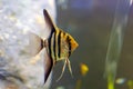 Pterophyllum altum in fish tank