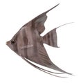 Pterophyllum altum Royalty Free Stock Photo