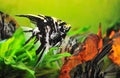 Pterophyllum scalare Royalty Free Stock Photo
