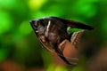 Pterophyllum scalare, angelfish black scalar freshwater aquatic animal realistic photo. Aquarium fish, angelfish black color