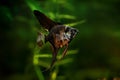 Pterophyllum scalare, angelfish black scalar freshwater aquatic animal realistic photo. Aquarium fish, angelfish black color