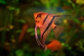 Pterophyllum scalare Angelfish, nature green habitat. Orange and pink fish in river water. Water vegetation with Angelfish. Green