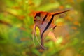 Pterophyllum scalare Angelfish, nature green habitat. Orange and pink fish in river water. Water vegetation with Angelfish.
