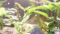Pterophyllum scalare and paracheirodon innesi