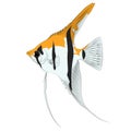 Pterophyllum scalare Sailfins, freshwater angelfish aquatic animal graphic illustrations aquarium fish