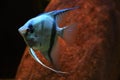 Pterophyllum scalare Royalty Free Stock Photo