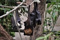 Pteropus are commonly known as fruit bats or flying foxes hanging from the rope