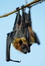 Close view Flying foxe on branch