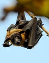 Close view Flying foxe on branch