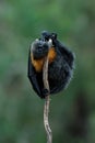 Pteropus poliocephalus - Gray-headed Flying Fox, Fruit bat from Australia hang down on the branch and fly away from day site Royalty Free Stock Photo