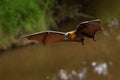 Pteropus poliocephalus - Gray-headed Flying Fox, Fruit bat from Australia hang down on the branch and fly away from day site Royalty Free Stock Photo