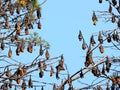 Pteropus poliocephalus Gray headed Flying Fox, Fruit bat from Australia hang down on the branch Royalty Free Stock Photo