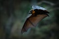 Pteropus poliocephalus - Gray-headed Flying Fox in the night, fly away from day site Royalty Free Stock Photo