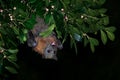 Pteropus poliocephalus - Gray-headed Flying Fox in the night, fly away from day site Royalty Free Stock Photo