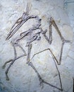 The pterosaur fossil of the Shanghai museum of nature. Royalty Free Stock Photo
