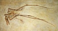 Pterosaur bones Royalty Free Stock Photo