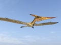 Pterosaur Pteranodon Royalty Free Stock Photo