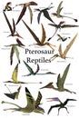 Pterosaur Reptiles