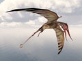 Pterosaur Rhamphorhynchus Royalty Free Stock Photo