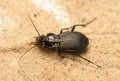 Pterostichus niger Royalty Free Stock Photo
