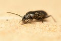 Pterostichus niger Royalty Free Stock Photo