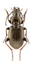 Pterostichus oblongopunctatus Royalty Free Stock Photo