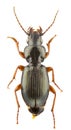Pterostichus tenuimarginatus Royalty Free Stock Photo